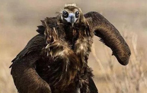 世界上"最凶猛"的雕,性情极为凶残,走起路来像个彪形大汉