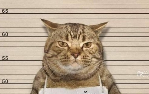 猫咪入狱举牌高清照片图片