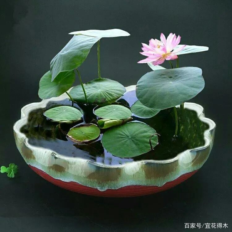  【何在】碗莲为何不开花？原因何在？如何选购和栽培？