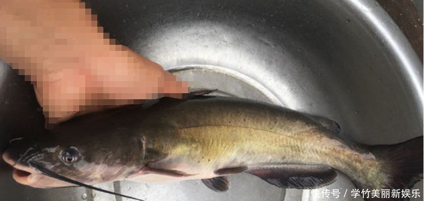 乌江发现新物种, 疑似养殖场逃离, 有人担心破坏生态