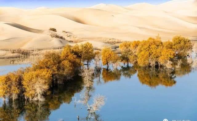 大美新疆，上眼胡杨