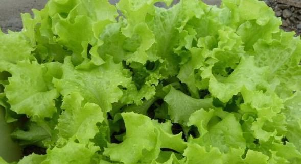  「营养」六种在家就可以种的菜，阳台种几盆，漂亮好吃有营养！