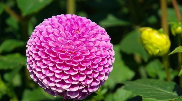 「适合」有5种花卉,花色绚丽,花期长,优美妖娆,适合在阳台养护和观赏