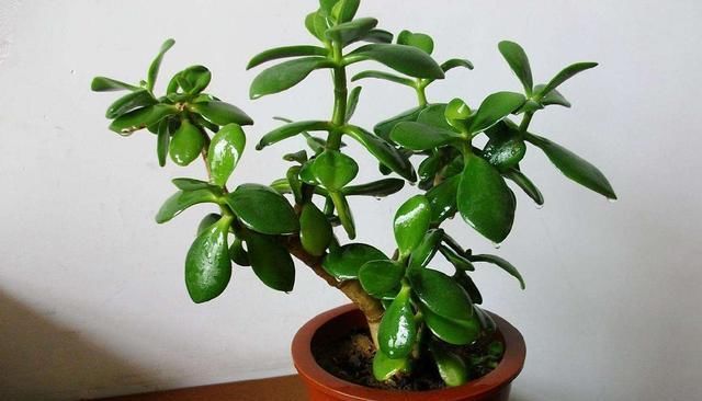  『枝叶茂盛』养这“4种花”,浇水很关键,学会这样做,枝叶茂盛、开花爆盆!
