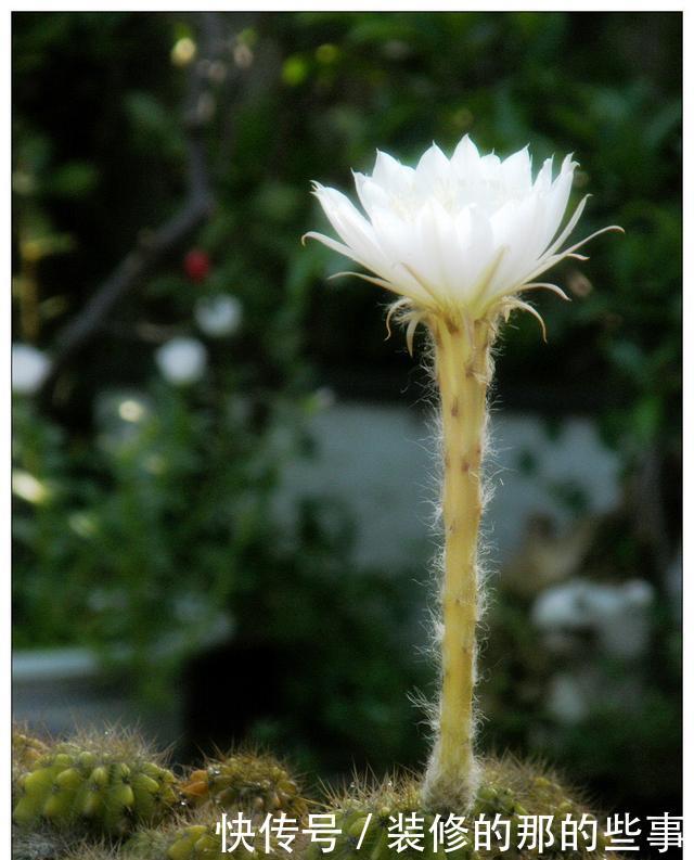 「盆土」仙人球不开花,是什么原因?做到“三点”,年年开花灿烂鲜艳