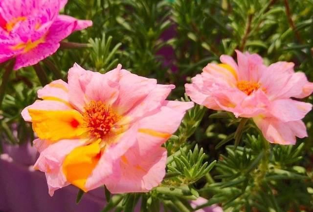  「要养」爱花人春季要养的绿植盆栽，播种几粒种子，一年四季赏花不停