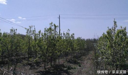  『梨树盆景』果林“白捡”1根梨树桩，养上3年大变样，开花美、坐果多，真是值