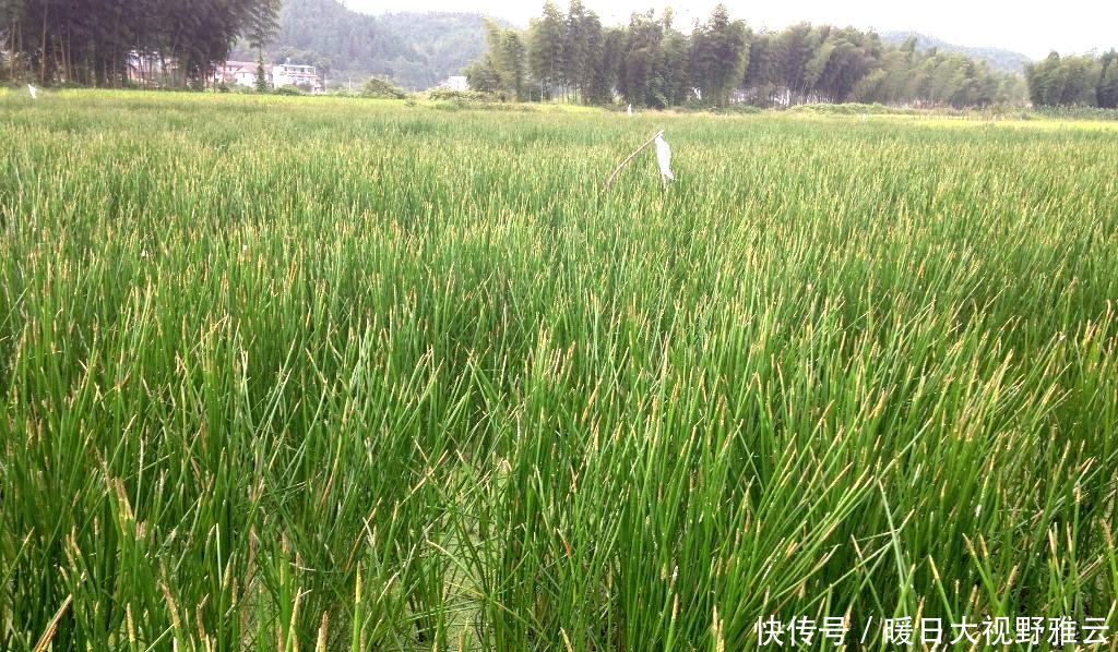  「水果」农田一杂草，以前农民挖不绝，现在想吃靠买，10元一斤