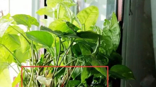  好处|如何给家里的盆栽进行修剪，花草的修剪有什么好处，你知道吗？