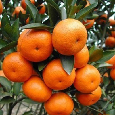  「花叶络石」农村遇到此“瑰宝级”植物，快挖回家摆起来！家人身体越变越棒