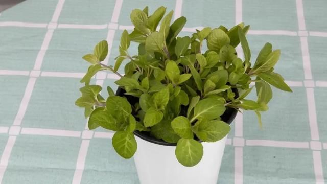 『薄荷的叶片』薄荷养厨房,掐一把就能做菜吃,越晒太阳越爆盆!
