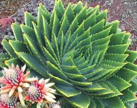  「开花」这种芦荟让我开眼界,盆栽开花长90片叶子,到底有啥不同?