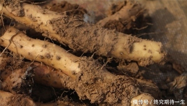 「铁棍山药」人称“神仙之食”，农民大量种植，如今北方卖不掉