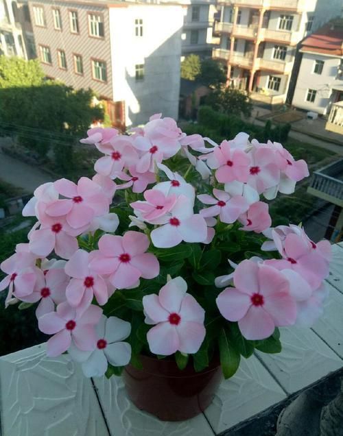  『养盆』喜欢菊花，不如养盆“珍贵名菊”棕红梅，粉粉嫩嫩，婀娜多姿!美