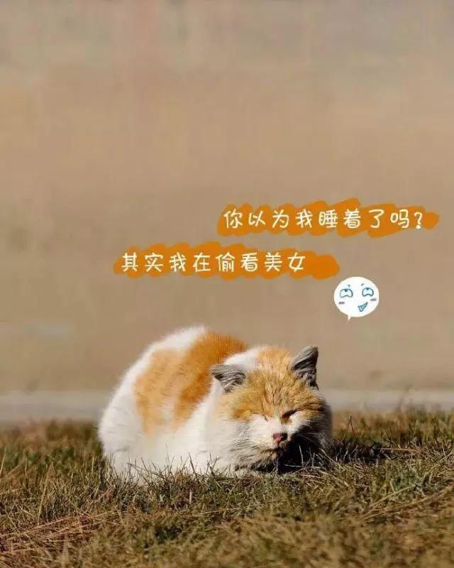 走！去故宫吸猫，181只皇家猫全都撸一遍