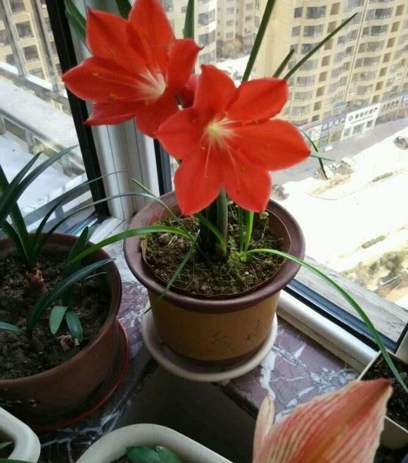  『记住』养好朱顶红，这些要点要记住，开花多又漂亮