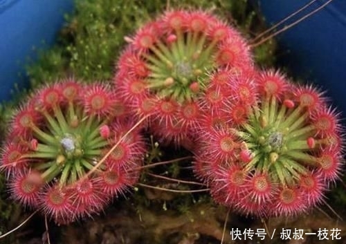 『株型』株型小的1种“野草”,被称为“茅膏菜”,看到是福气,珍贵!