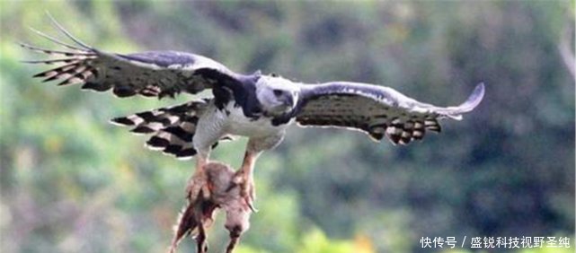 吕宋岛藏有世上最凶鸟，最恨猴子先啄瞎眼再吃，号称“鹰中之虎”