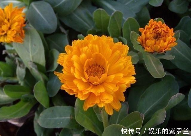 夏季|3种夏季观花植物,看花食用两不误,特别适合阳台养护