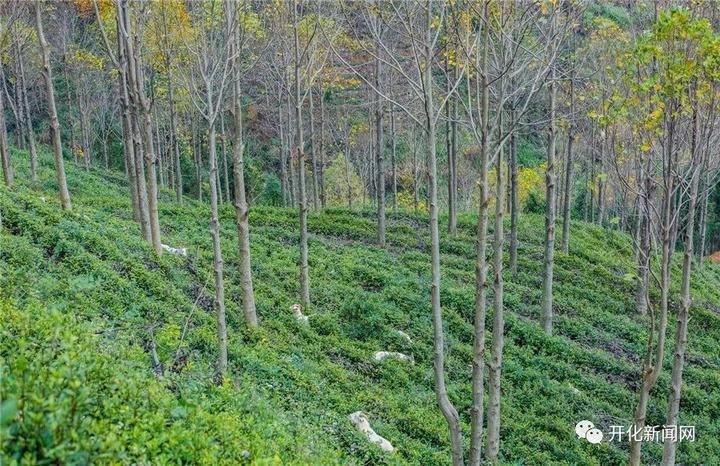 改革开放40年，开化农村发生什么变化？山里农民举了这些例子...