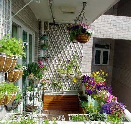  「花苗」好养耐活忒养眼的花苗！装饰阳台还能净化空气！香气四溢