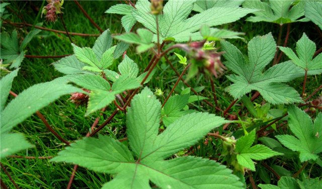  「常见」农村常见的植物，曾经不受重视，但现在价值很宝贵