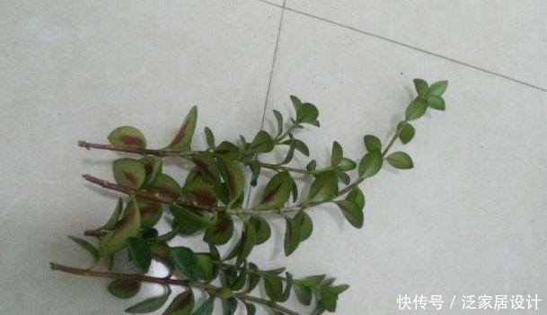  「技巧」它比金边吊兰漂亮，1个修剪小技巧，长势快，开花不断，花繁叶茂