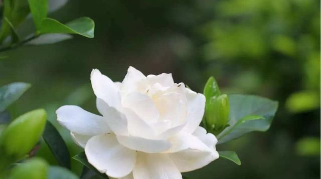  「适合」适合家养的3种花,好养易活开花漂亮,花期长达200天,天天都赏花