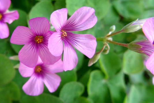  『家里』家里阳台养上这些花朵，漂亮又美丽，主要是比香水还香