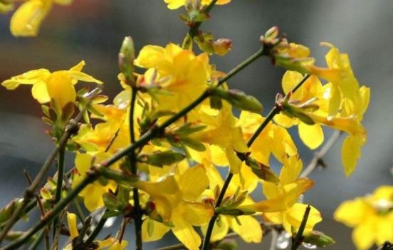  『铜钱草』“4种花”立春后要“勤”浇水，1天1瓢，想让花开香艳，就多浇