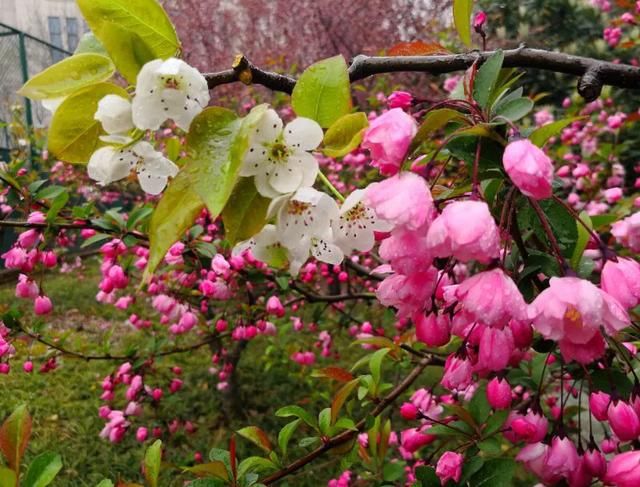 四月芳菲，春意浓