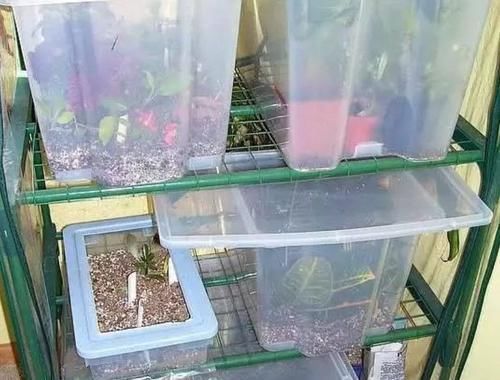 【植物的枝条】买个保鲜盒扦插繁殖盆栽植物,成功率可以提高几倍