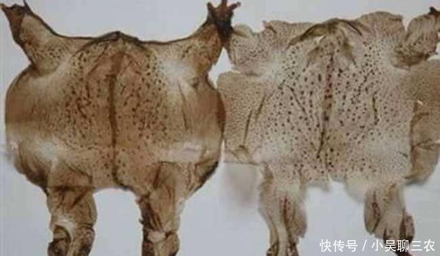  「脱下」农村蟾蜍会脱下一层蟾衣，据说比黄金还贵，为何在野外
