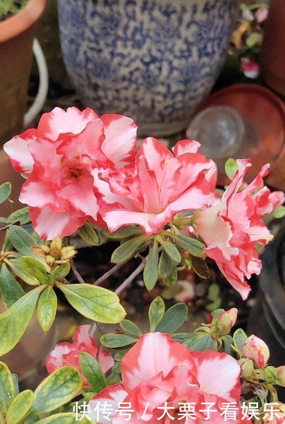  陌生：杜鹃花养不好，掉叶子开花少，做好“两补”，促开花还不掉叶