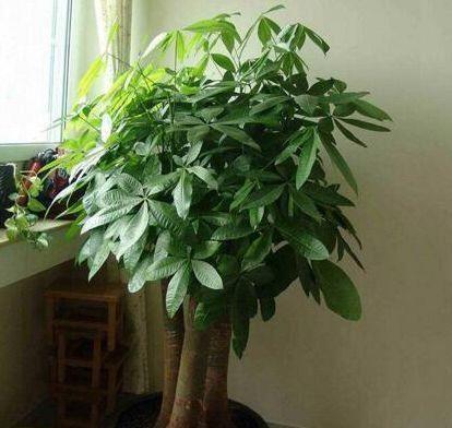 \"i12\": \"金枝玉叶药锦能养活吗\"家中养花,就选3种漂亮的花,花色绚丽花期长,净化空气寓意好