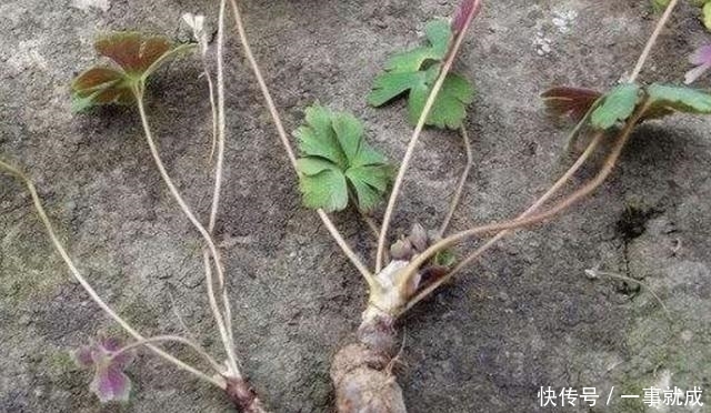  『此种』此种野草独特，通常在农村生长，人称“天葵”，株型小，价值高！