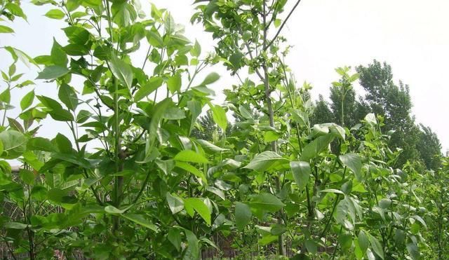  『植物』木槿树“嫁接”这么做,一树多色,满树繁华!