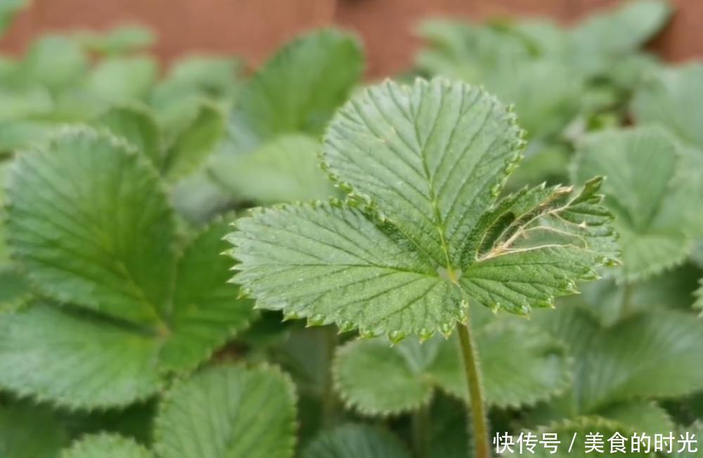  【草莓】它被称为“野草莓”，农村小孩当零食吃，殊不知治口腔