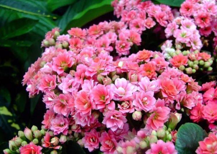  『长寿花』最有仙气的几种花，迷人的花朵，开满整个花盆，快养起来吧