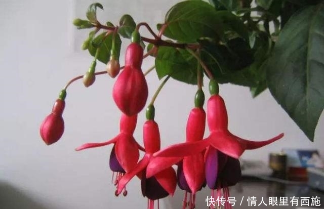 『灯笼花』倒挂金钟又叫灯笼花,花朵十分可爱,如何养护倒挂金钟?