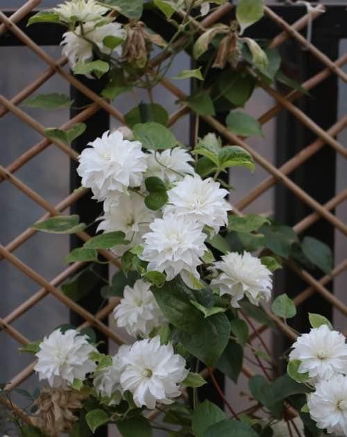  『观赏价值』此款藤本花卉，观赏价值高，多季节开花，种植容易，室内也能养