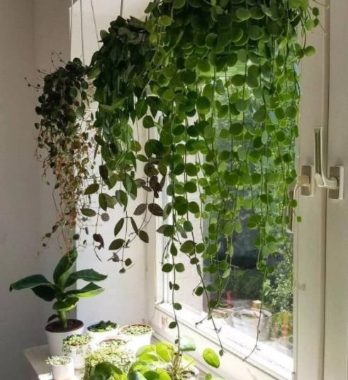  天然：天热，居家种上这4种花，养成'天然窗帘'，遮阴隔热，一举多得