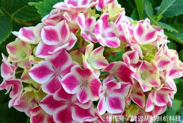  『绣球花』绣球花没花苞？晒太阳、给点肥，6月开出一个个漂亮大花球