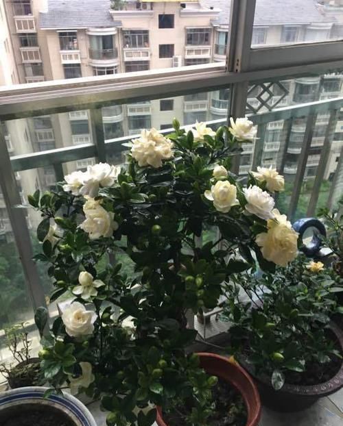  「栀子花的生」栀子花有“5忌”，难怪“花苞”哗哗掉，原来是“犯忌”了