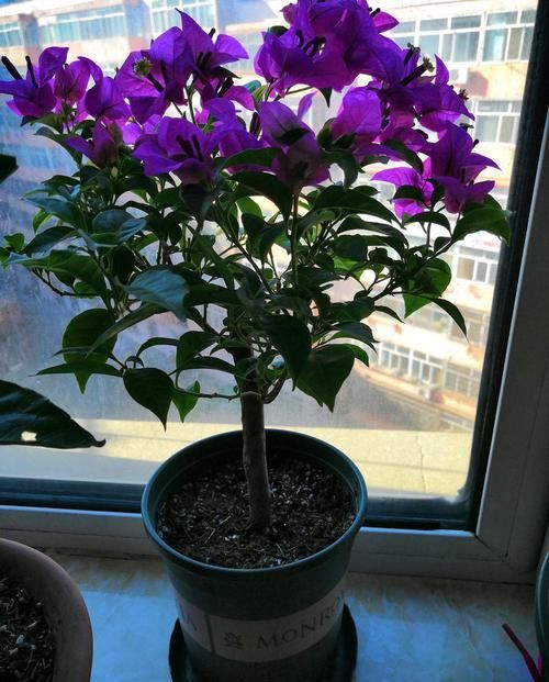  「开似」喜欢菊花，首选“珍稀名菊”长生乐，花开似舞者，花瓣白如玉！