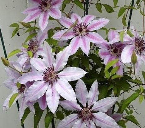  『盆爆』过期的“药片”别丢，敲碎按比例兑水，再给花浇点儿，养1盆爆1盆