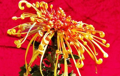  「喜欢」喜欢菊花，就养盆“菊中珍品”?开龙夕宮，似飘舞贯珠，端庄优雅