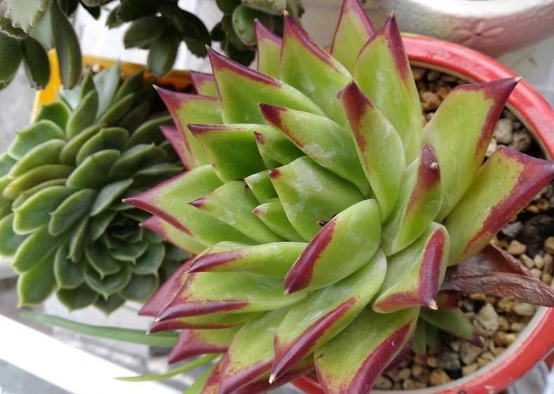 防猫■保护多肉“大作战”, 防鸟防猫防老鼠!