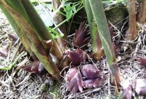  「植物」林荫下的“1种植物”，被称为“洋合笋”，以往没人要，如今值钱