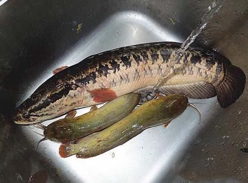 nbbrs_此鱼2两左右的最好吃,嘴巴属于天包地,非常考验钓鱼人的技术